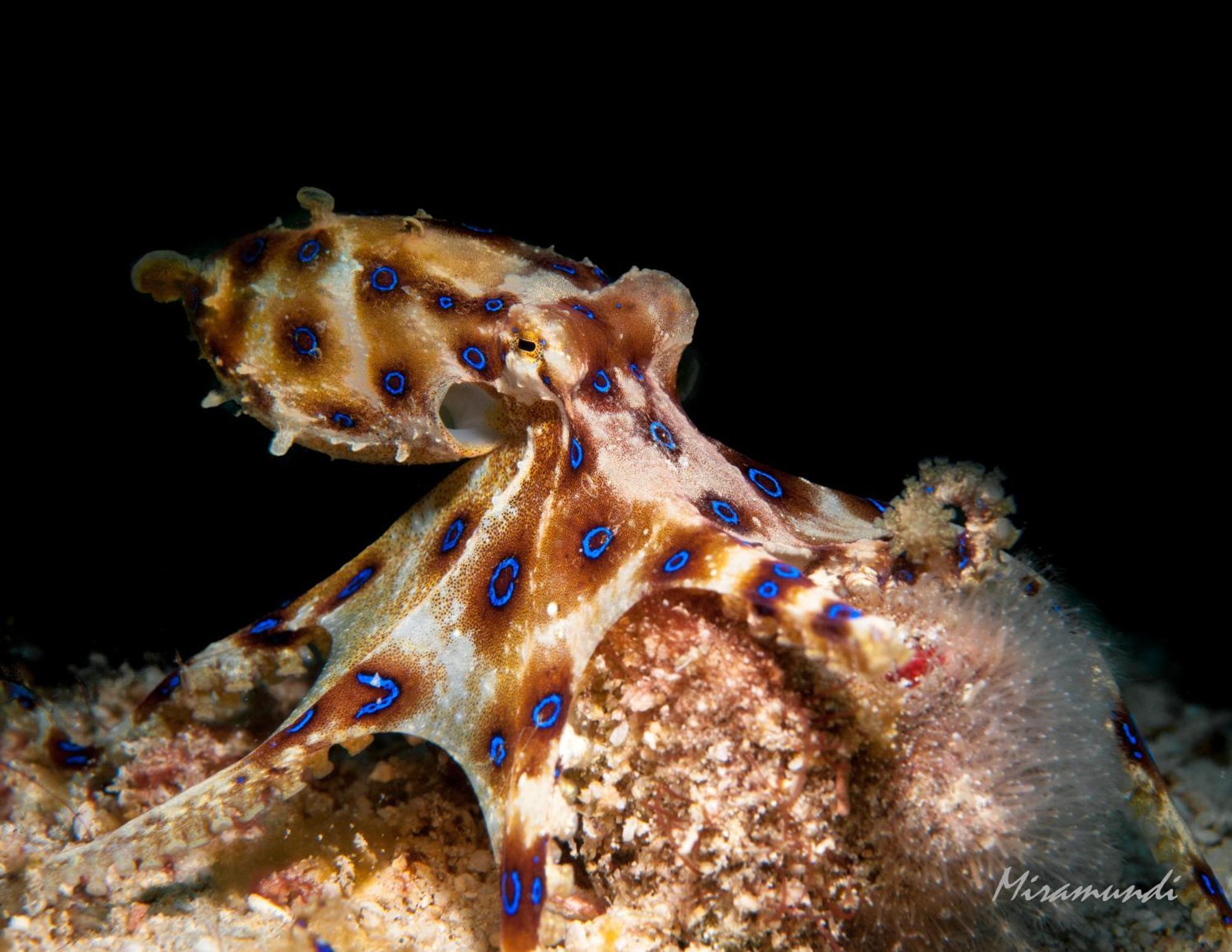 Edgewater Dive & Spa Resort Puerto Galera Zewnętrze zdjęcie